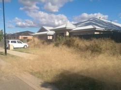 Rumput Kering Menginvasi Kota Kecil di Victoria Australia