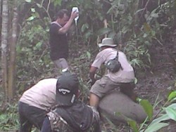 Sempat Terhambat Gajah Liar, Tim BBKSDA Riau Akhirnya Obati Gajah yang Luka