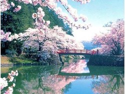 Siapkan Dirimu Sebelum Merasakan Keajaiban Bunga Sakura di Jepang