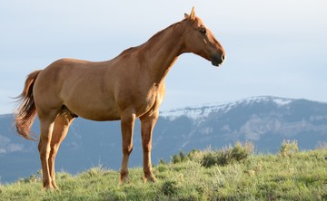Dari Mana Asal Suara Ringkikan Kuda yang Unik?