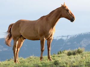 Dari Mana Asal Suara Ringkikan Kuda yang Unik?