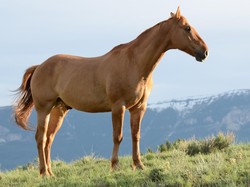 Dari Mana Asal Suara Ringkikan Kuda yang Unik?