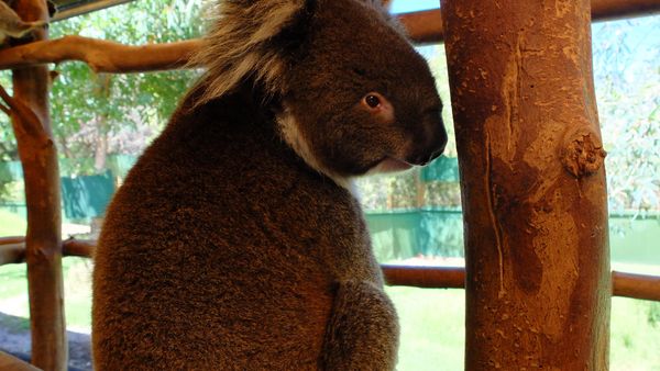 Serunya Memberi Makan Kanguru & Selfie Bareng Koala