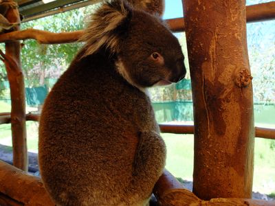 Serunya Memberi Makan Kanguru & Selfie Bareng Koala