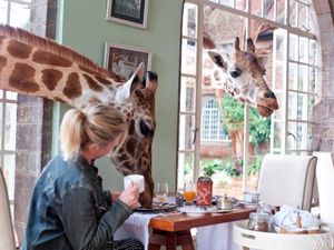 Menggemaskan, Hotel Ini Dikepung Jerapah