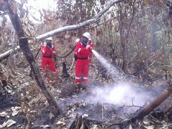 Kementerian LHK Cabut Izin PT HSL, MAS dan D Terkait Kebakaran Hutan