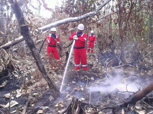 Kementerian LHK Bantah Sering Kalah di Persidangan Kasus Kebakaran Hutan Kementerian LHK Bantah Sering Kalah di Persidangan Kasus Kebakaran Hutan