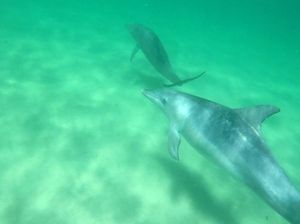 Penampakan Lumba-lumba Liar di Perairan Australia