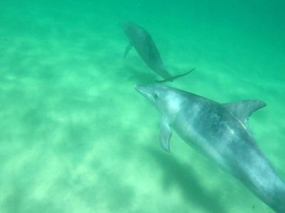 Penampakan Lumba-lumba Liar di Perairan Australia