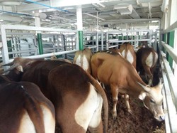 Kapal Ternak Pelni Sudah Angkut 8.418 Sapi Asal Kupang