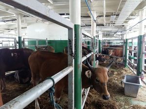 Tak Mungkin Daging Sapi NTT Dijual Rp 85.000/Kg di Jakarta Tak Mungkin Daging Sapi NTT Dijual Rp 85.000/Kg di Jakarta