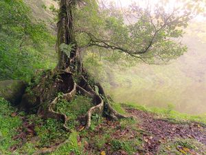Makna Dalam Fotografi Hijau