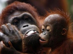 Penelitian Terbaru: Ekowisata Belum Tentu akan Bantu Kelestarian Orangutan