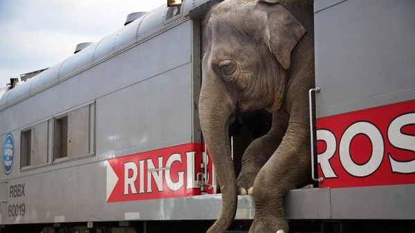 Sony Photography Awards: Wah, Ada Gajah Naik Kereta!