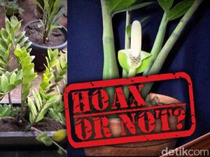 Isu Tanaman Dolar Penyebab Leukimia