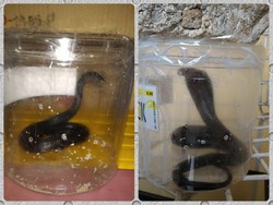 Hii! Ada Bayi Ular Kobra Masuk Rumah Warga di Tangsel