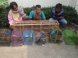 Uus Cs Dibekuk karena Tangkap 15 Burung di Taman Nasional Gunung Leuser