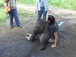 Ketika Bayi Gajah yang Menggemaskan di Thailand Minta Dipeluk