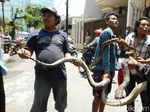 Analisis Komunitas Reptil soal Teror Puluhan Ular Piton di Pusat Kota Semarang
