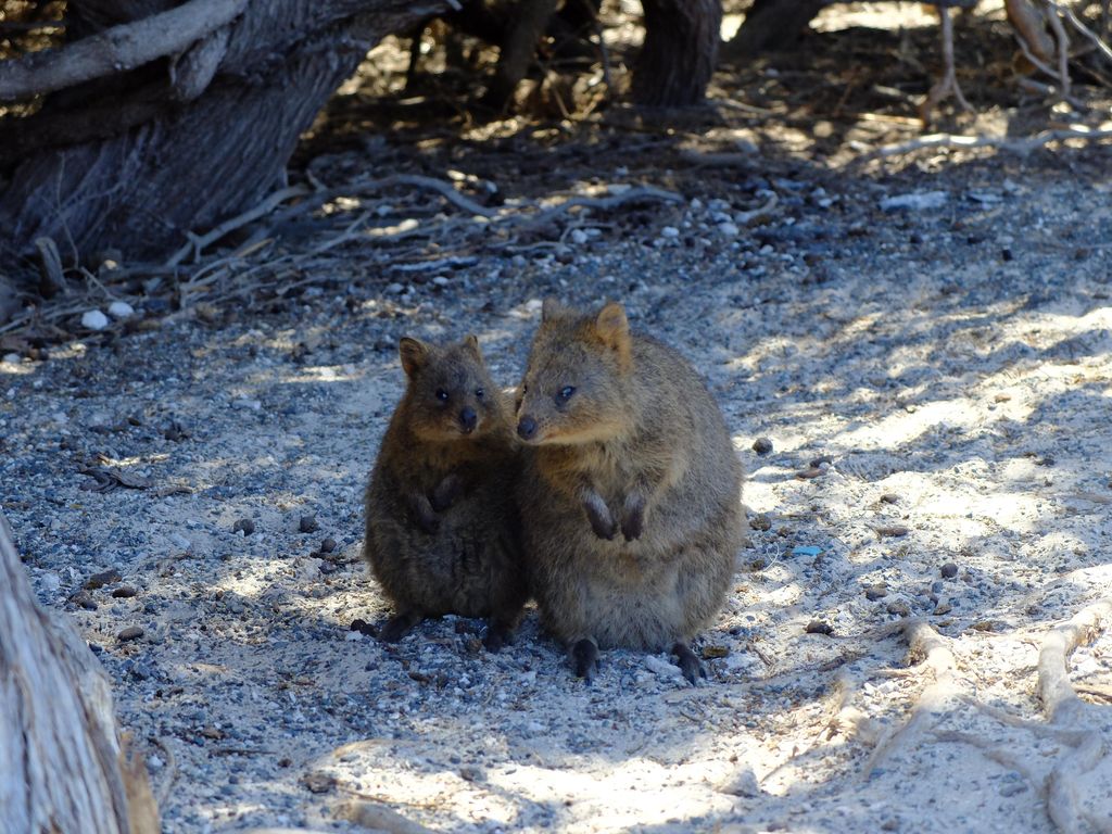 Hewan Imut Quokka & Asal Nama Rottnest Island, Australia Hewan Imut Quokka & Asal Nama Rottnest Island, Australia