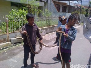 Teror Ular di Pusat Kota Semarang, ini Cerita Warga Tangkap Piton 4 Meter