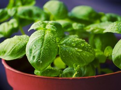 Sama Seperti Manusia, Ternyata Tumbuhan Juga Memiliki Ingatan