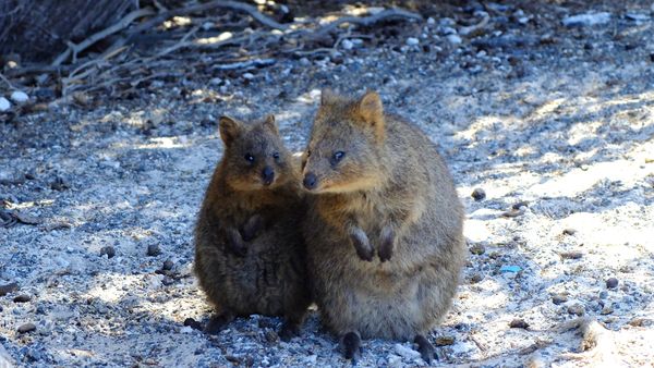 Lebih Dekat dengan Quokka, Si Imut dari Australia