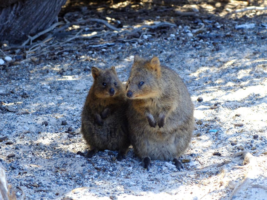 Penumpang Kapal Pesiar di Australia Dikarantina Bareng Quokka yang Menggemaskan Penumpang Kapal Pesiar di Australia Dikarantina Bareng Quokka yang Menggemaskan