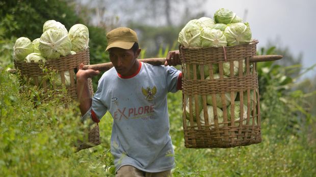 Petani memanen kubis di perkebunan kubis Sarangan, Magetan, Jawa Timur, Rabu (24/2). Menurut petani harga kubis di tingkat petani saat ini Rp2.000 per kilogram, tergolong rendah dibanding pada saat harga tinggi mencapai Rp5.000 per kilogram. ANTARA FOTO/Siswowidodo/pras/16