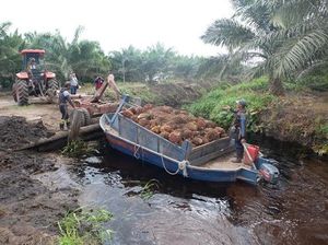 Ini Daftar Komoditas yang Harganya Naik di Juni 2016