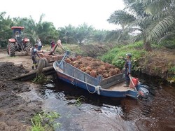 Ini Daftar Komoditas yang Harganya Naik di Juni 2016