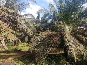 Hendak Zina, Kades di Riau Digerebek Bareng Wanita di Kebun Sawit