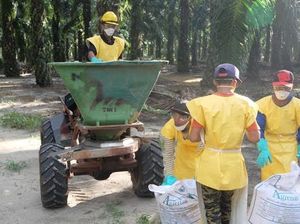 Mayoritas Pekerja Kebun Sawit di Sarawak Adalah WNI Mayoritas Pekerja Kebun Sawit di Sarawak Adalah WNI