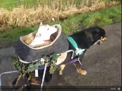 Video Mengharukan Persahabatan 2 Anjing Cacat Ini Viral di Internet