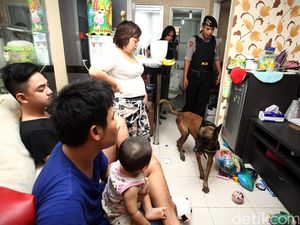 Razia Narkoba, BNN Libatkan Anjing K9