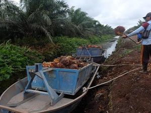 RI Tanam Sawit di Lahan Gambut Hasilkan 15 Ton/Ha, Malaysia Bisa 30 Ton/Ha RI Tanam Sawit di Lahan Gambut Hasilkan 15 Ton/Ha, Malaysia Bisa 30 Ton/Ha