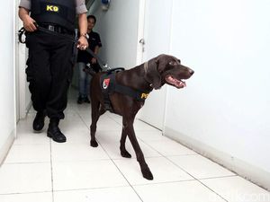 Polisi Kerahkan K9 Lacak Perampok yang Perkosa ABG Bekasi, Ini Hasilnya Polisi Kerahkan K9 Lacak Perampok yang Perkosa ABG Bekasi, Ini Hasilnya