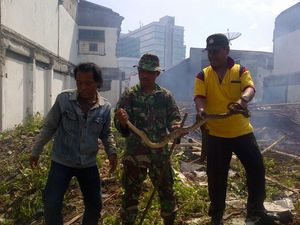 Warga Semarang Menemukan Ular Lagi, Kali ini Panjangnya 1,5 Meter