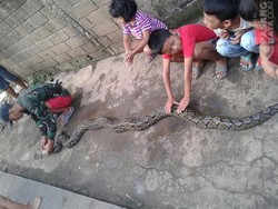 Tak Hanya Semarang, di Tanah Abang dan Tangerang Juga Ada Laporan Ular