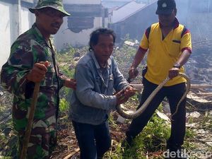 Agar Teror Ular Tak Terulang, Warga Harus Jaga Kebersihan Lingkungan Agar Teror Ular Tak Terulang, Warga Harus Jaga Kebersihan Lingkungan