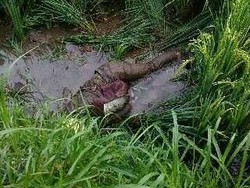 Ini Siasat Pembunuh Remaja Berhelm yang Dibuang di Sawah agar Tak Dicurigai Polisi