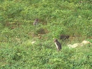 Puluhan Kera Liar Makan Tanaman dan Hasil Pertanian Warga