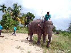 2 Gajah Jinak Diterjunkan untuk Giring Gajah Liar di Kota Pekanbaru