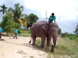 Kepala Balai TNTN Pastikan Gajah Jinak Aman dari Karhutla Kepala Balai TNTN Pastikan Gajah Jinak Aman dari Karhutla