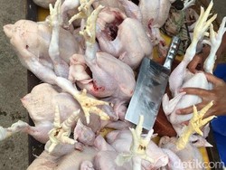 Harga Ayam di Jakarta Turun Jadi Rp 30.000/Ekor