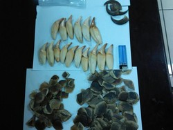 Petugas Bandara Gagalkan Penyelundupan Taring hingga Empedu Beruang