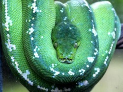 Penampakan Para Monster di Reptile Park Bali