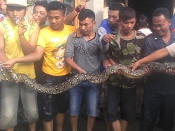 Perlu Tahu, Ini Sebabnya Ada Ular di Sekitar Rumah Kita Saat Banjir