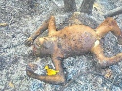 3 Orangutan Mati Terbakar, LSM COP Dorong Polres Bontang Cari Tersangka