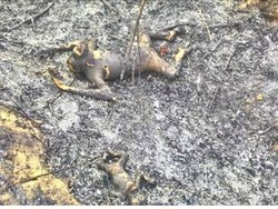 Ancaman Jokowi, Kebakaran Hutan, dan Orangutan